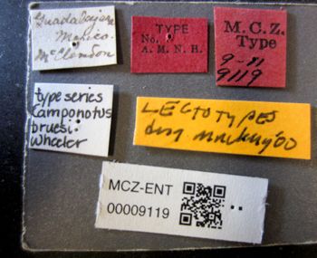 Media type: image;   Entomology 9119 Aspect: labels